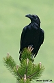 Grand corbeau 1